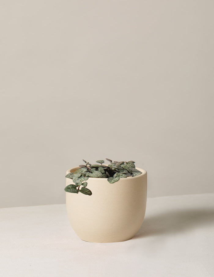 Small / Grant (5" wide) / Cream
