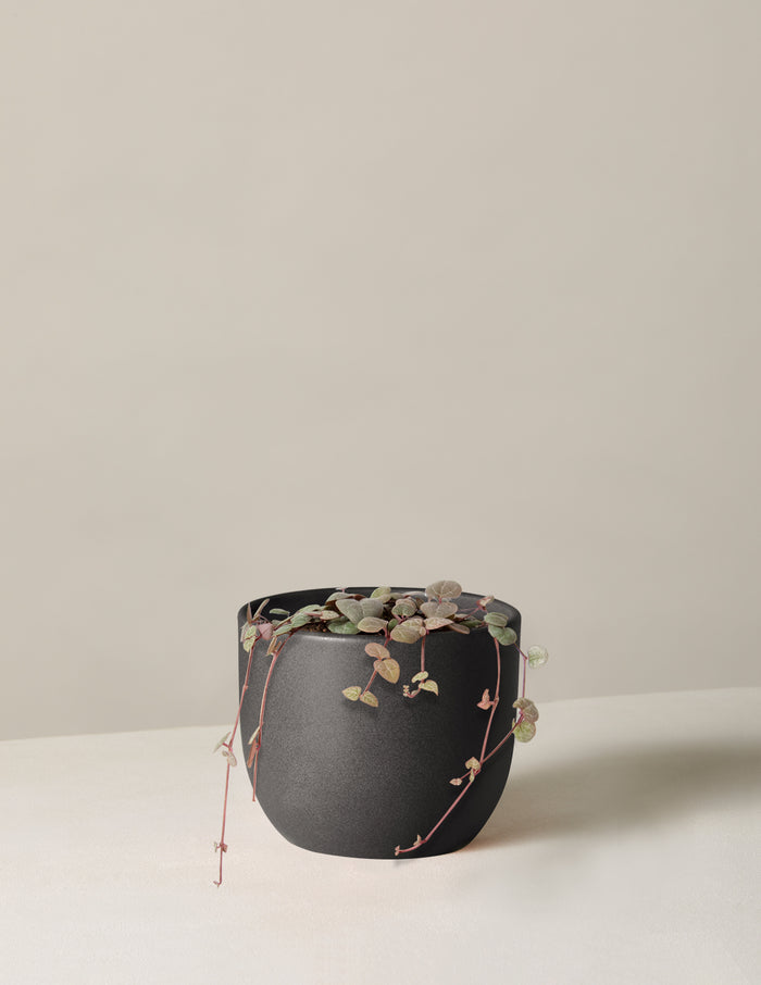 Small / Grant (5" wide) / Black