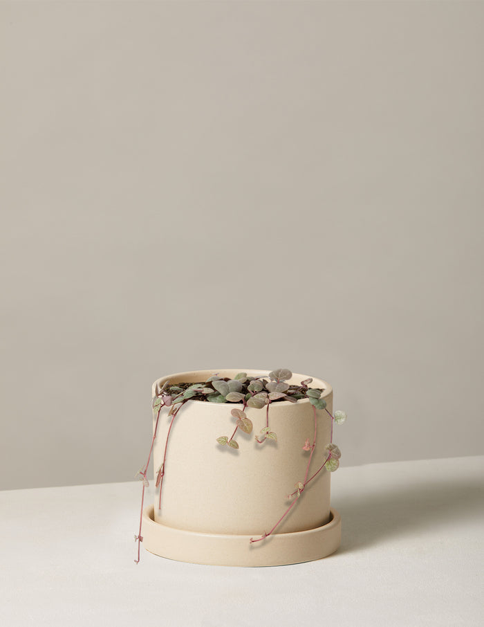 Small / Hyde (5" wide) / Cream