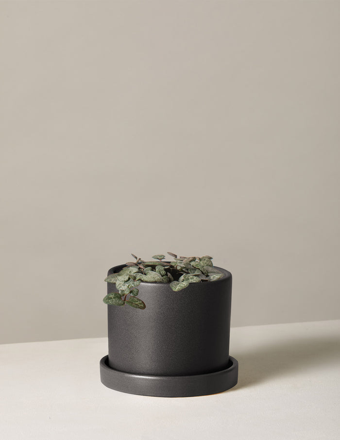 Small / Hyde (5" wide) / Black