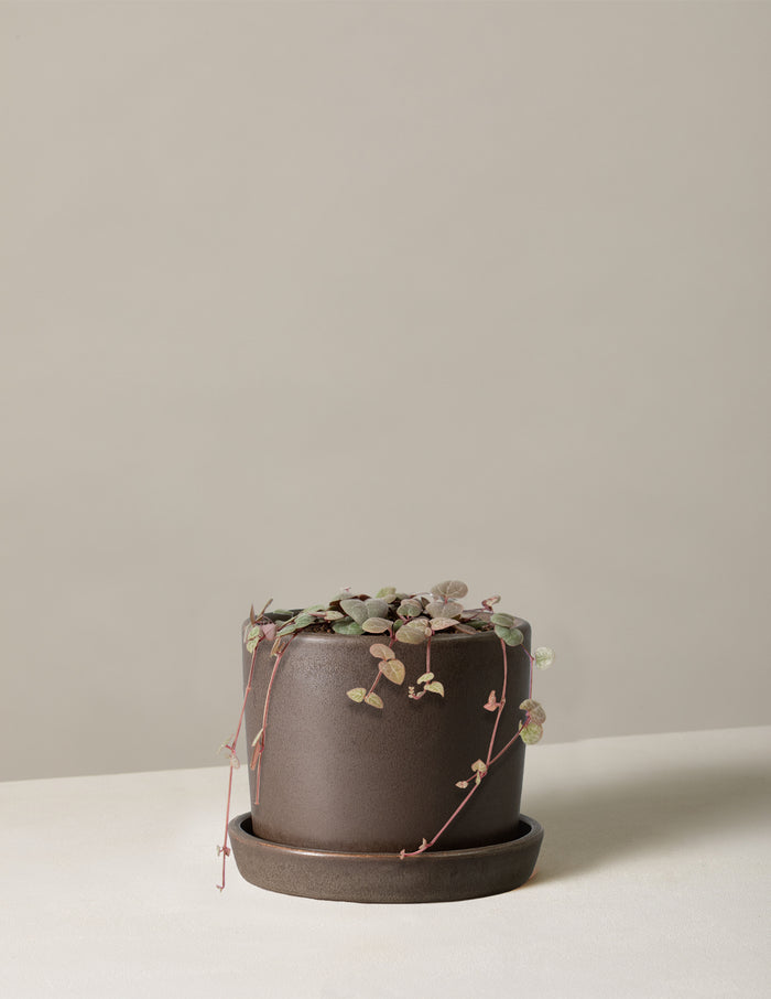 Small / Hyde (5" wide) / Olive