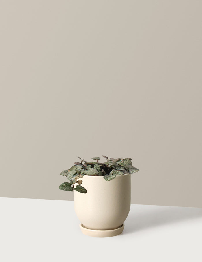Small / Westcott (4.75" wide) / Cream