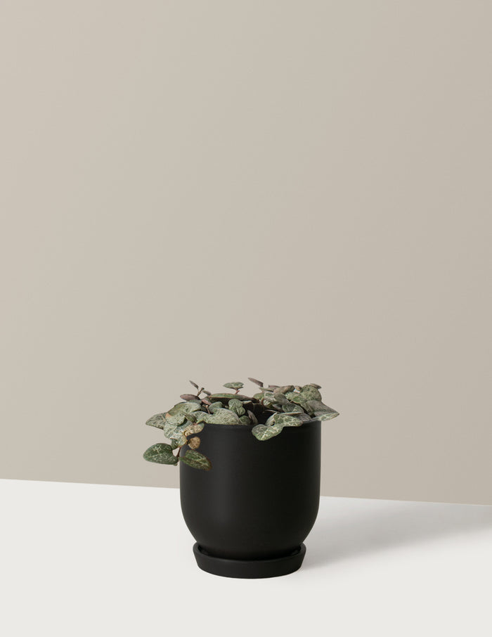 Small / Westcott (4.75" wide) / Black