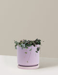 bundle | Medium | Isabella | Lavender
