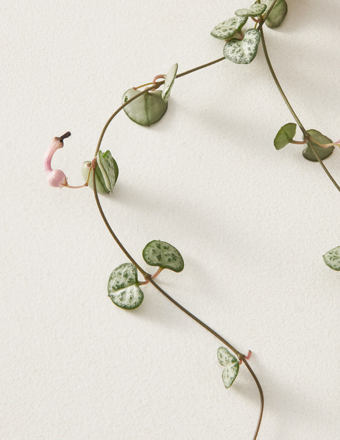 String of Hearts
