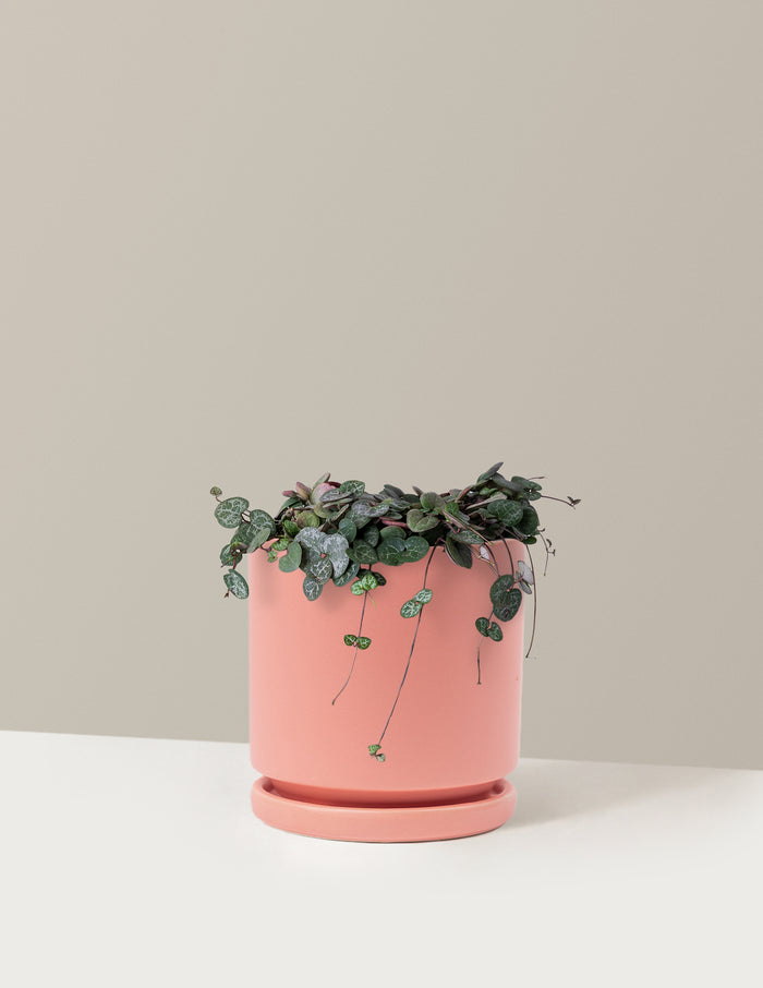 Medium / Isabella (6.25" wide) / Bubblegum