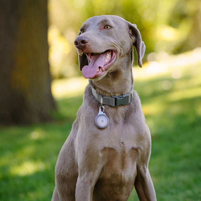 WearAbout Pet Tracker Holder